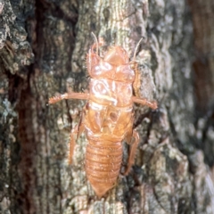 Yoyetta sp. (genus) (Firetail or Ambertail Cicada) at Darlington, NSW - 21 Jan 2024 by Hejor1