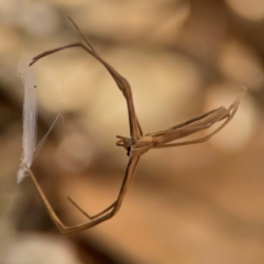 Asianopis subrufa (Rufous net-casting spider) at Darlington, NSW - 21 Jan 2024 by Hejor1
