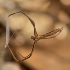 Unidentified Other hunting spider at Darlington, NSW - 20 Jan 2024 by Hejor1