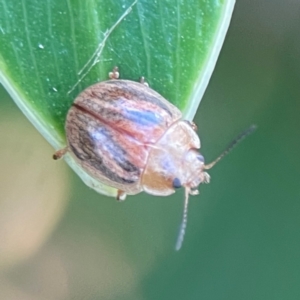 Paropsisterna semifumata at Darlington, NSW - 21 Jan 2024