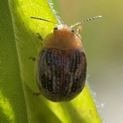 Paropsisterna semifumata at Darlington, NSW - 21 Jan 2024