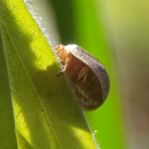 Paropsisterna semifumata at Darlington, NSW - 21 Jan 2024