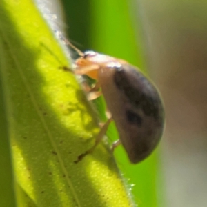 Paropsisterna semifumata at Darlington, NSW - 21 Jan 2024