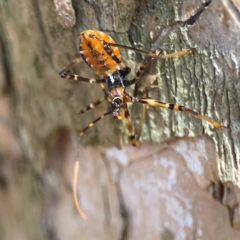 Unidentified Assassin bug (Reduviidae) at Darlington, NSW - 20 Jan 2024 by Hejor1