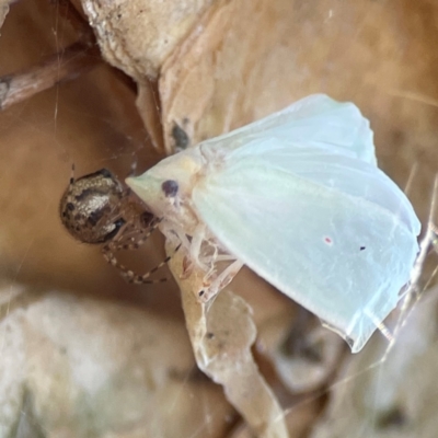 Unidentified Leafhopper or planthopper (Hemiptera, several families) at Darlington, NSW - 20 Jan 2024 by Hejor1