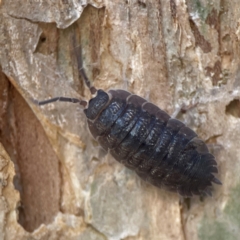 Porcellio scaber at Darlington, NSW - 20 Jan 2024 by Hejor1