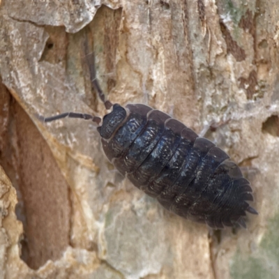 Porcellio scaber at Darlington, NSW - 21 Jan 2024 by Hejor1
