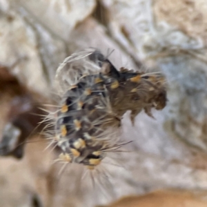 Asura cervicalis at Darlington, NSW - 21 Jan 2024