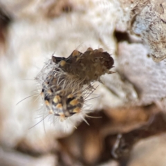 Asura cervicalis at Darlington, NSW - 21 Jan 2024