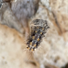 Asura cervicalis at Darlington, NSW - 21 Jan 2024