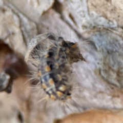 Asura cervicalis at Darlington, NSW - 21 Jan 2024