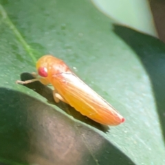 Unidentified Leafhopper or planthopper (Hemiptera, several families) at Darlington, NSW - 20 Jan 2024 by Hejor1