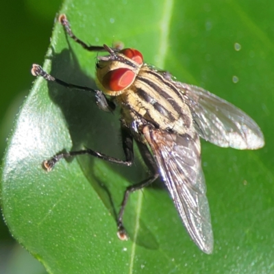Unidentified Other true fly at Darlington, NSW - 20 Jan 2024 by Hejor1
