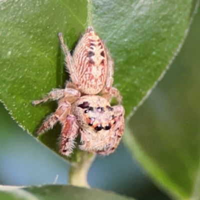 Unidentified Jumping or peacock spider (Salticidae) at Darlington, NSW - 20 Jan 2024 by Hejor1