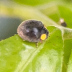 Apolinus lividigaster (Yellow Shouldered Ladybird) at Darlington, NSW - 20 Jan 2024 by Hejor1