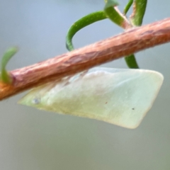 Colgaroides acuminata (Leaf hopper) at Darlington, NSW - 21 Jan 2024 by Hejor1