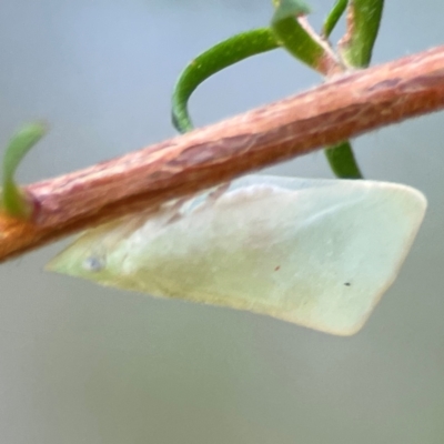 Unidentified Leafhopper or planthopper (Hemiptera, several families) at Darlington, NSW - 20 Jan 2024 by Hejor1