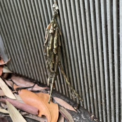 Metura elongatus (Saunders' case moth) at Darlington, NSW - 20 Jan 2024 by Hejor1