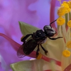Tetragonula carbonaria (Stingless bee) at Darlington, NSW - 20 Jan 2024 by Hejor1