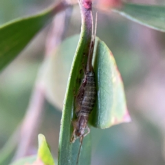 Unidentified at suppressed - 21 Jan 2024