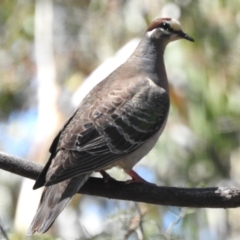 Phaps chalcoptera (Common Bronzewing) at Paddys River, ACT - 19 Jan 2024 by JohnBundock