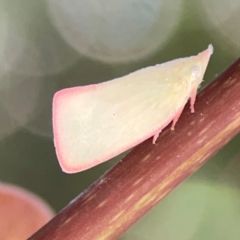 Colgar sp. (genus) (Pink Planthopper) at Darlington, NSW - 21 Jan 2024 by Hejor1