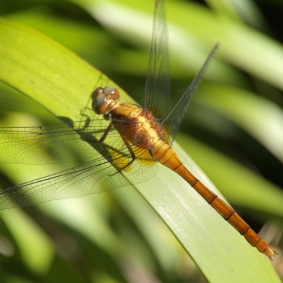 Unidentified Dragonfly (Anisoptera) at Darlington, NSW - 20 Jan 2024 by Hejor1