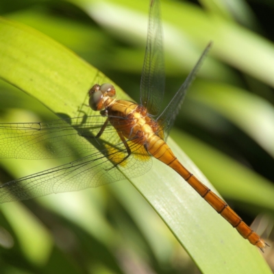 Orthetrum villosovittatum at Darlington, NSW - 20 Jan 2024 by Hejor1