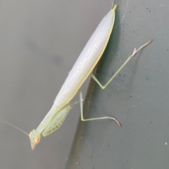 Unidentified Praying mantis (Mantodea) at Darlington, NSW - 20 Jan 2024 by Hejor1