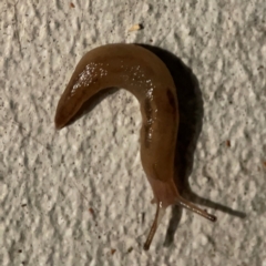 Ambigolimax nyctelia (Striped Field Slug) at Darlington, NSW - 20 Jan 2024 by Hejor1