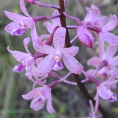 Dipodium roseum (Rosy Hyacinth Orchid) at Tidbinbilla Nature Reserve - 17 Jan 2024 by JohnBundock