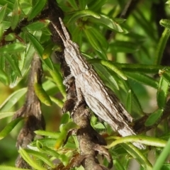 Coryphistes ruricola (Bark-mimicking Grasshopper) at Mount Majura - 20 Jan 2024 by JohnBundock