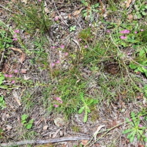 Centaurium tenuiflorum at Mount Majura - 20 Jan 2024 11:52 AM