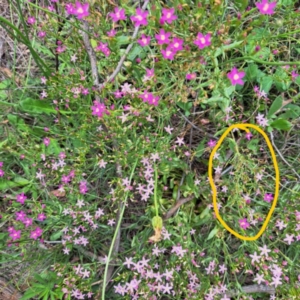 Centaurium tenuiflorum at Mount Majura - 20 Jan 2024