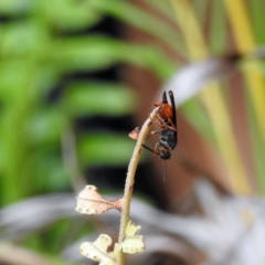 Unidentified Insect at Avoca, QLD - 19 Nov 2023 by Gaylesp8