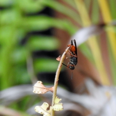 Eumeninae (subfamily) (Unidentified Potter wasp) at Avoca, QLD - 19 Nov 2023 by Gaylesp8