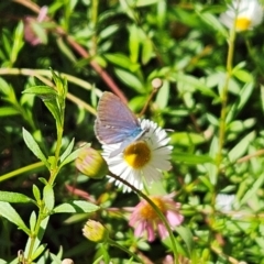 Zizina otis (Common Grass-Blue) at Hawker, ACT - 21 Jan 2024 by sangio7