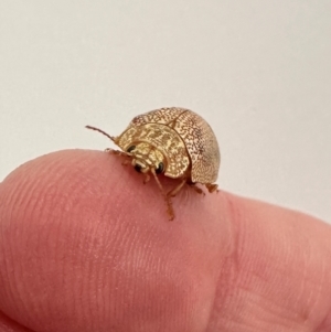 Paropsis atomaria at Deakin, ACT - 21 Jan 2024