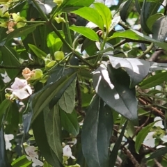 Prostanthera lasianthos (Victorian Christmas Bush) at Bombay, NSW - 16 Dec 2023 by Canberragal