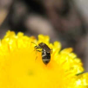 Lasioglossum (Chilalictus) sp. (genus & subgenus) at QPRC LGA - 21 Jan 2024