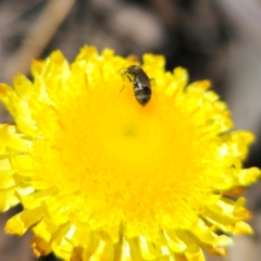 Lasioglossum (Chilalictus) sp. (genus & subgenus) at QPRC LGA - 21 Jan 2024