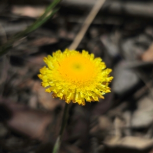 Coronidium scorpioides at QPRC LGA - 21 Jan 2024