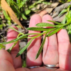 Coronidium scorpioides at QPRC LGA - 21 Jan 2024