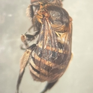 Amegilla (Zonamegilla) asserta at Lidcombe, NSW - 13 Dec 2023