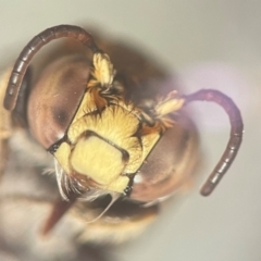 Amegilla (Zonamegilla) asserta at Lidcombe, NSW - 13 Dec 2023