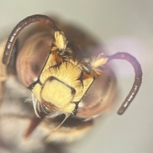 Amegilla (Zonamegilla) asserta at Lidcombe, NSW - 13 Dec 2023