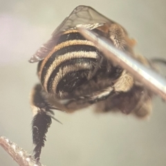 Amegilla (Zonamegilla) asserta at Lidcombe, NSW - 13 Dec 2023