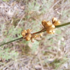 Juncus (genus) (A Rush) at Mount Majura - 20 Jan 2024 by abread111