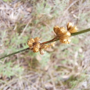 Juncus sp. at Mount Majura - 20 Jan 2024 12:12 PM