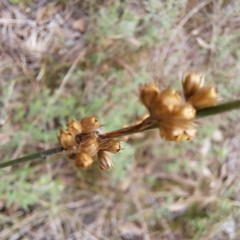 Juncus sp. at Mount Majura - 20 Jan 2024 12:12 PM